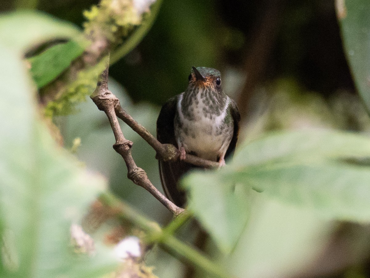 kolibřík ekvádorský - ML615997705