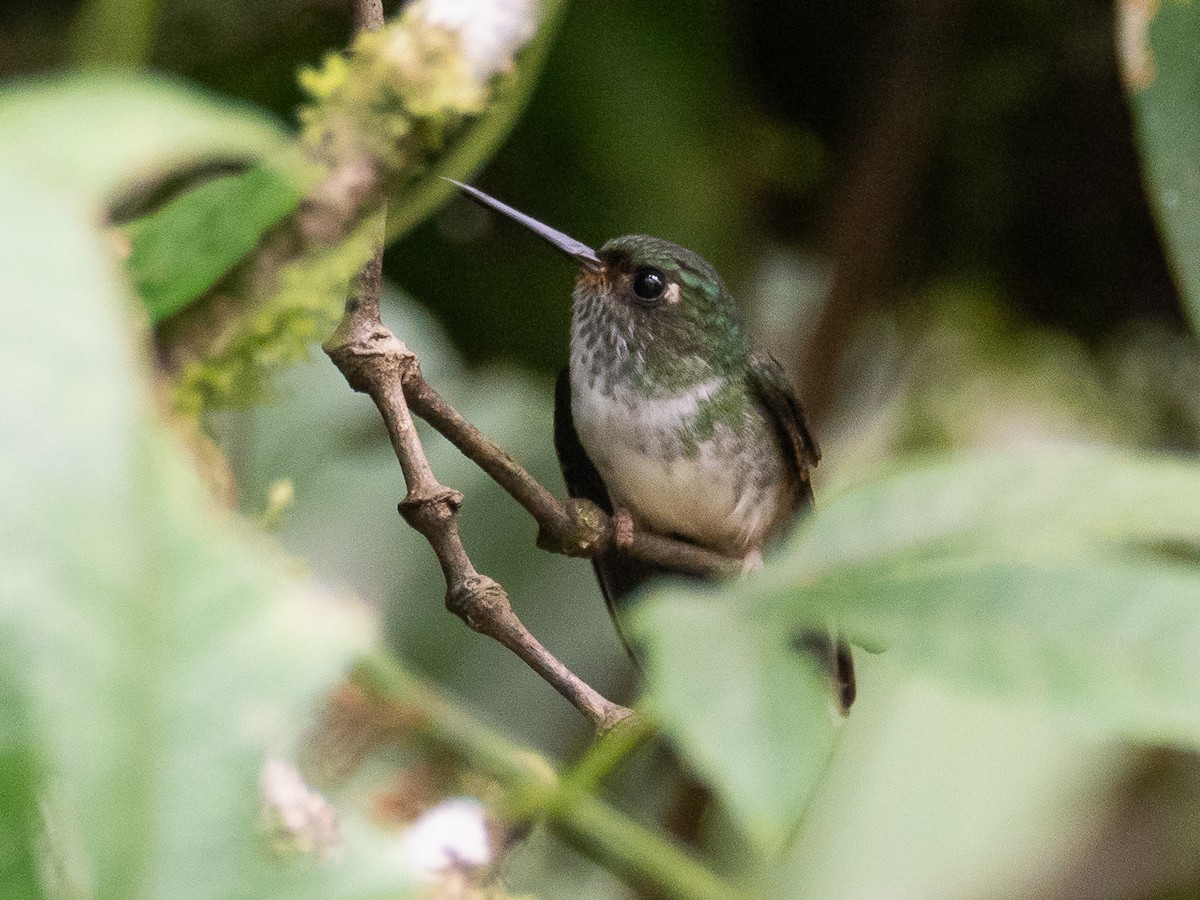 kolibřík ekvádorský - ML615997709