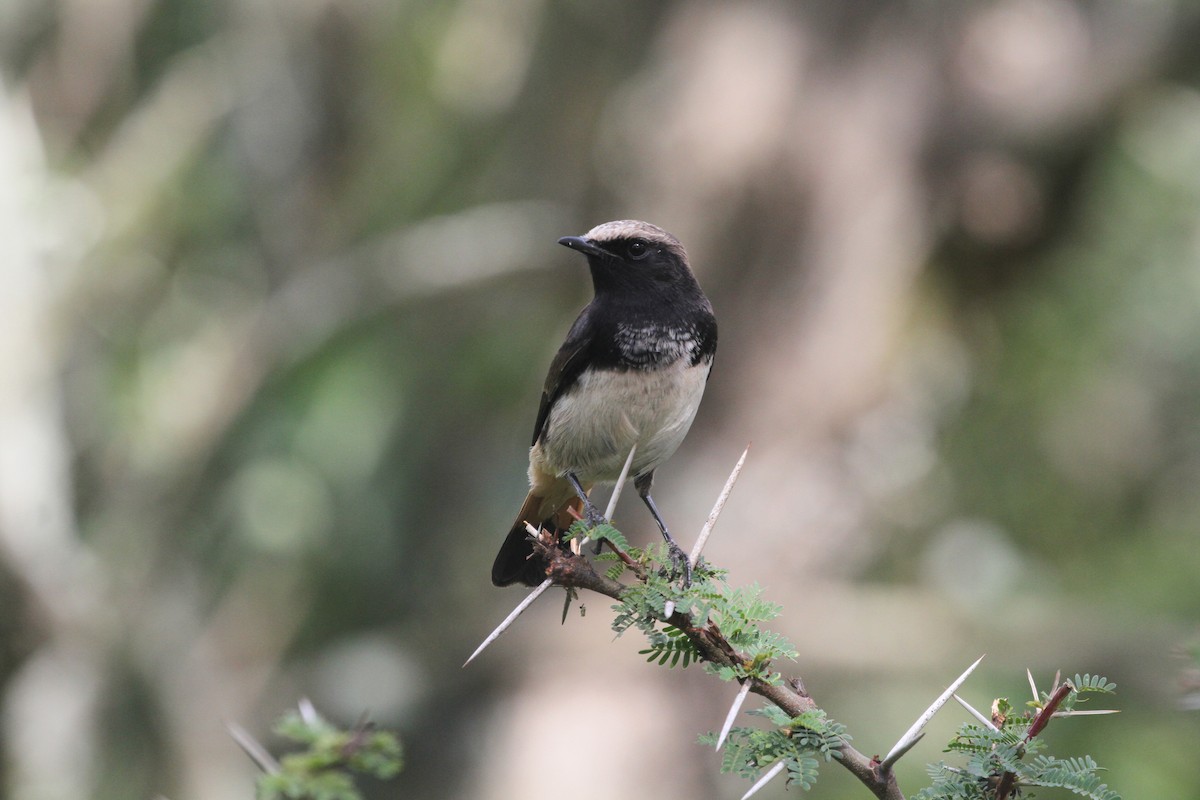 Abyssinian Wheatear - ML615997717