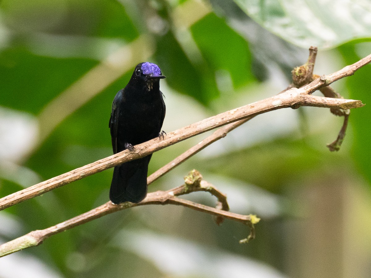 Blue-fronted Lancebill - Chris Fischer