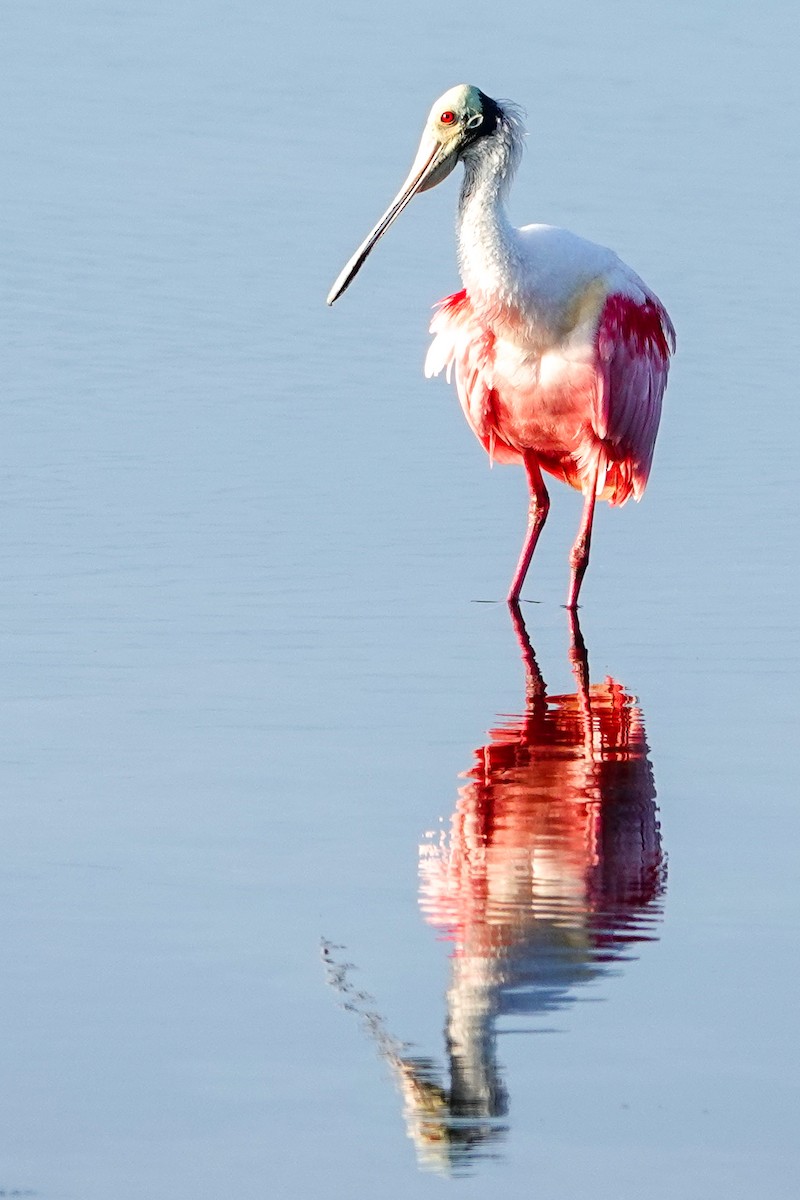 Roseate Spoonbill - ML615997725