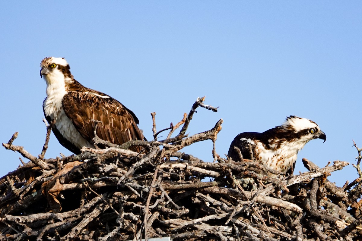 Osprey - ML615997732