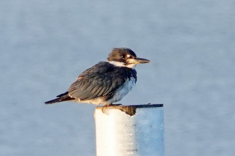 Belted Kingfisher - Kathy Doddridge