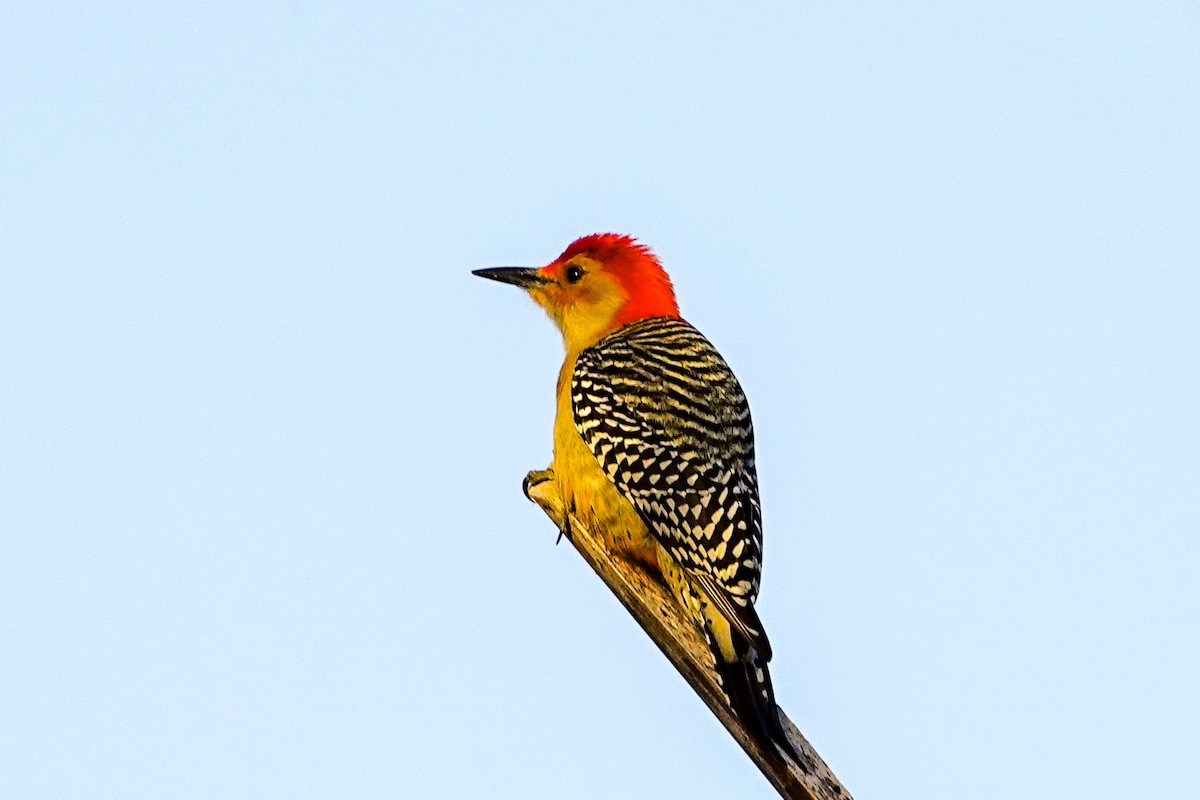 Red-bellied Woodpecker - ML615997749