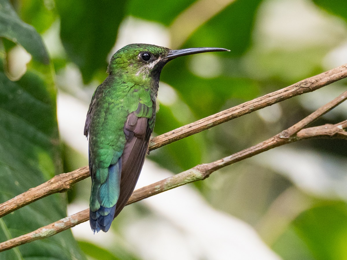 Black-throated Brilliant - ML615997771