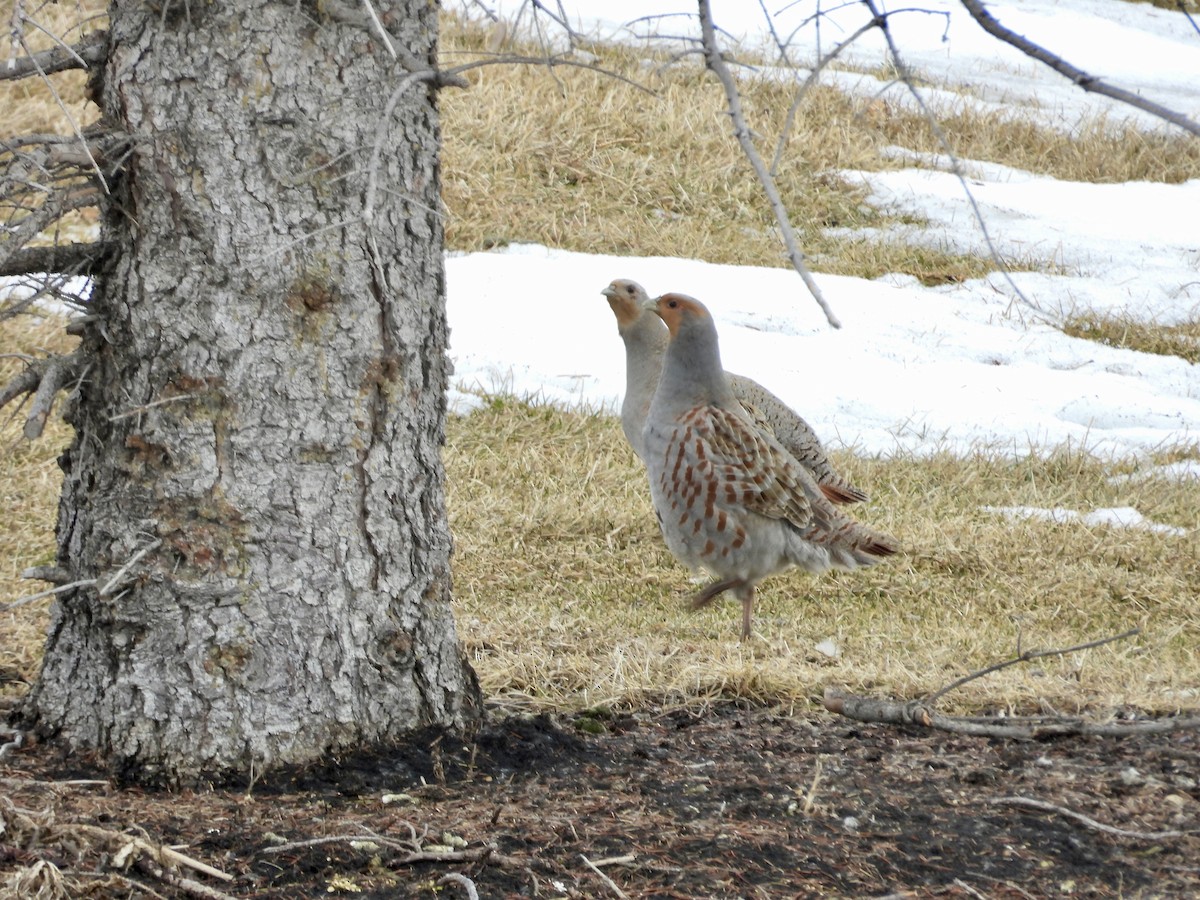 Gray Partridge - ML615997783