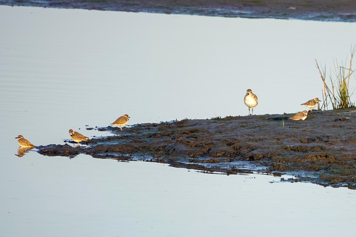 Wilson's Plover - ML615997800