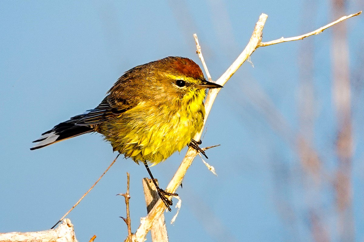 Palm Warbler - ML615997813