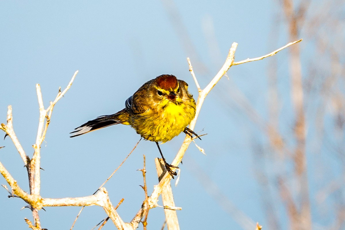 Palm Warbler - ML615997816