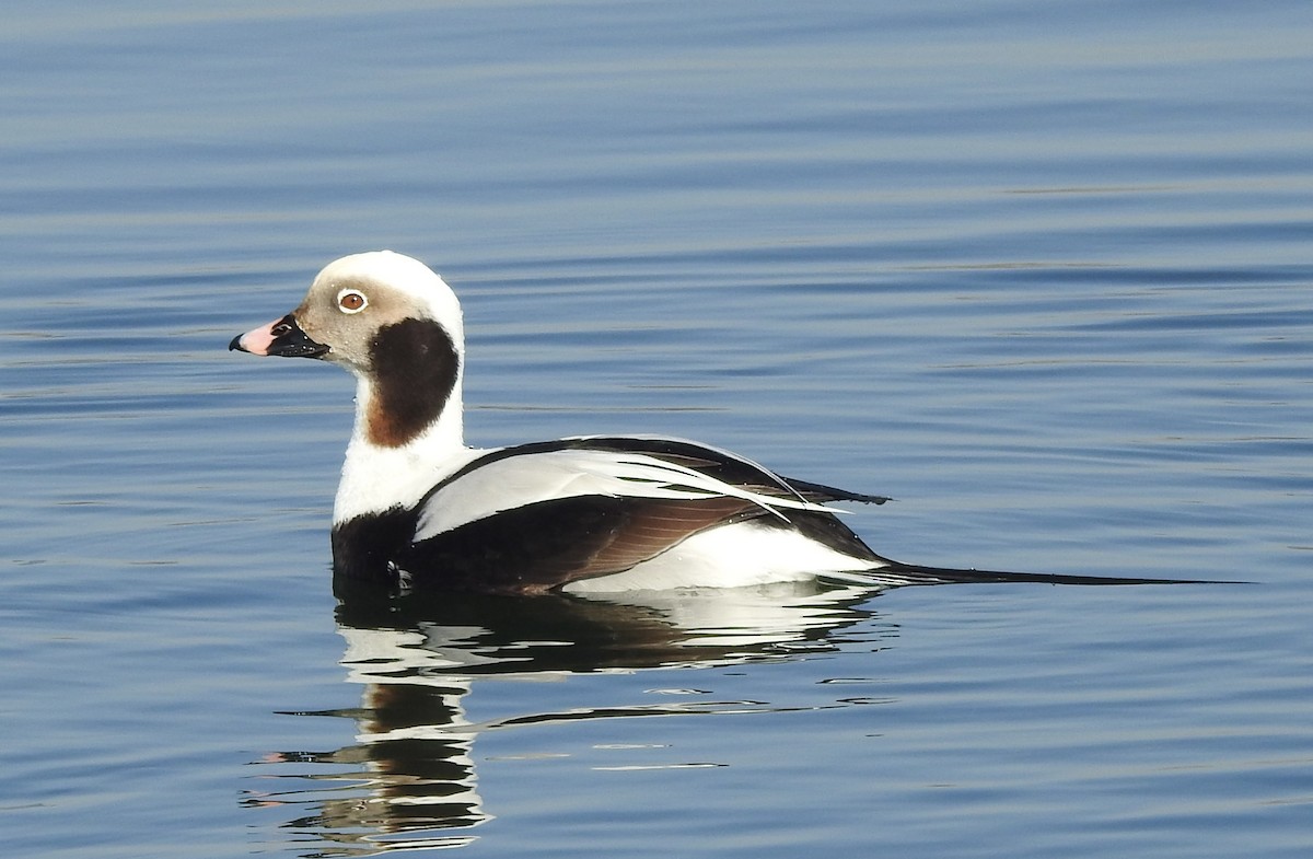 Long-tailed Duck - ML615997824