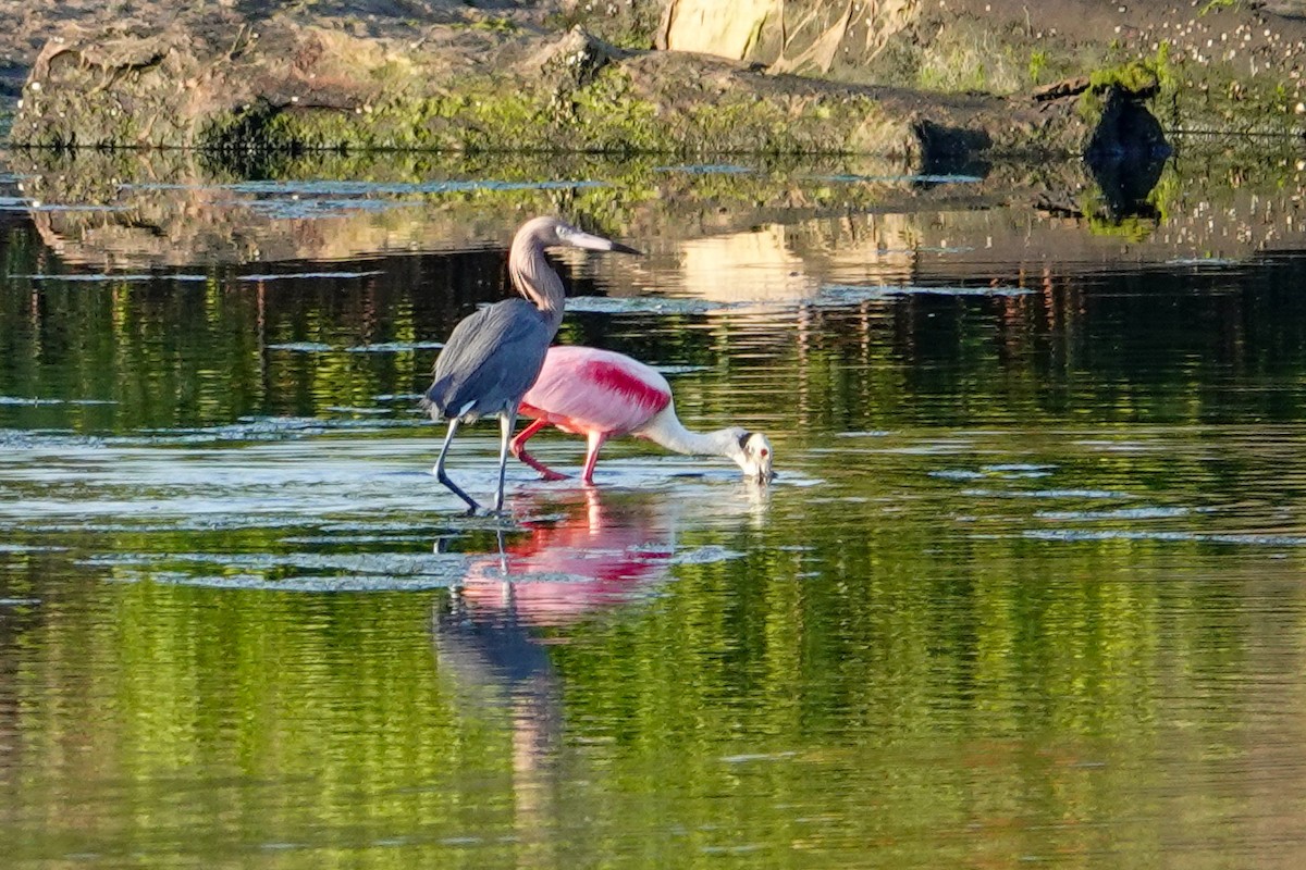 Reddish Egret - ML615997848