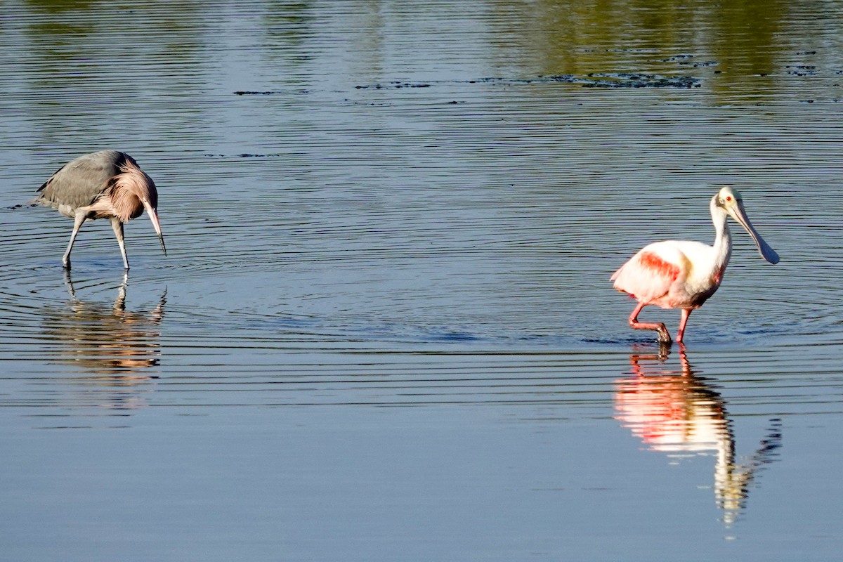 Reddish Egret - ML615997849