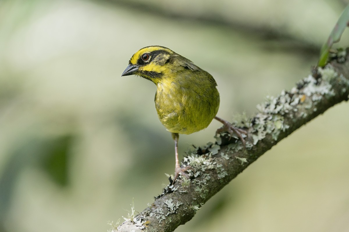 Yellow-striped Brushfinch - Jérémy Calvo