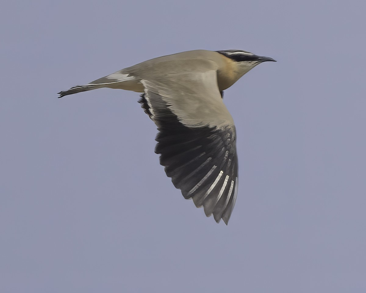 Indian Courser - ML615998064