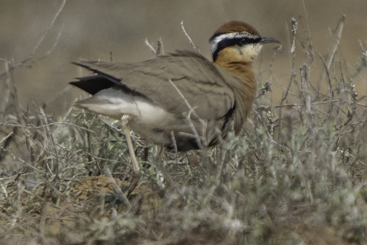 Indian Courser - ML615998075