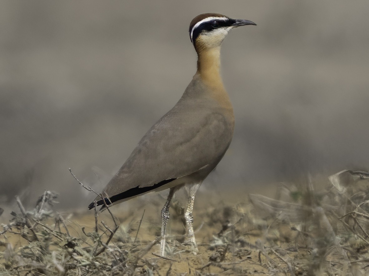 Indian Courser - ML615998076