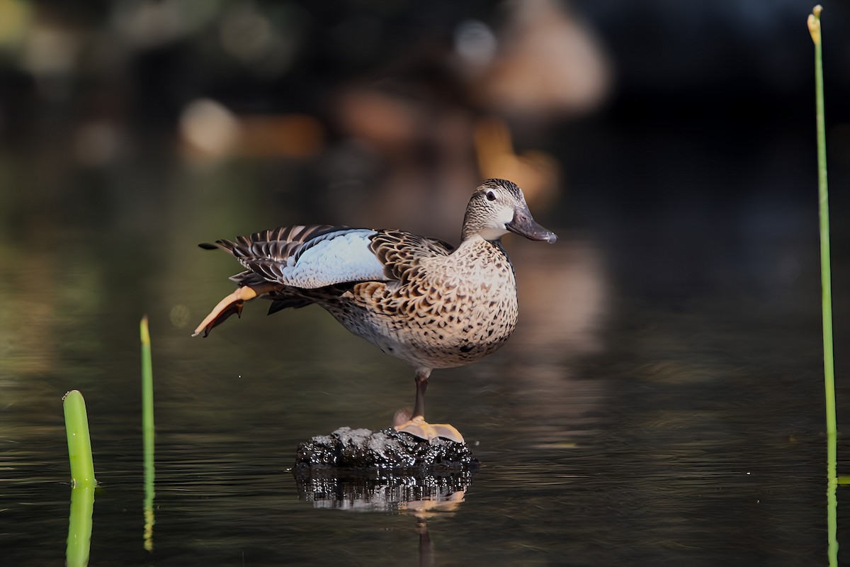 Blue-winged Teal - ML615998131