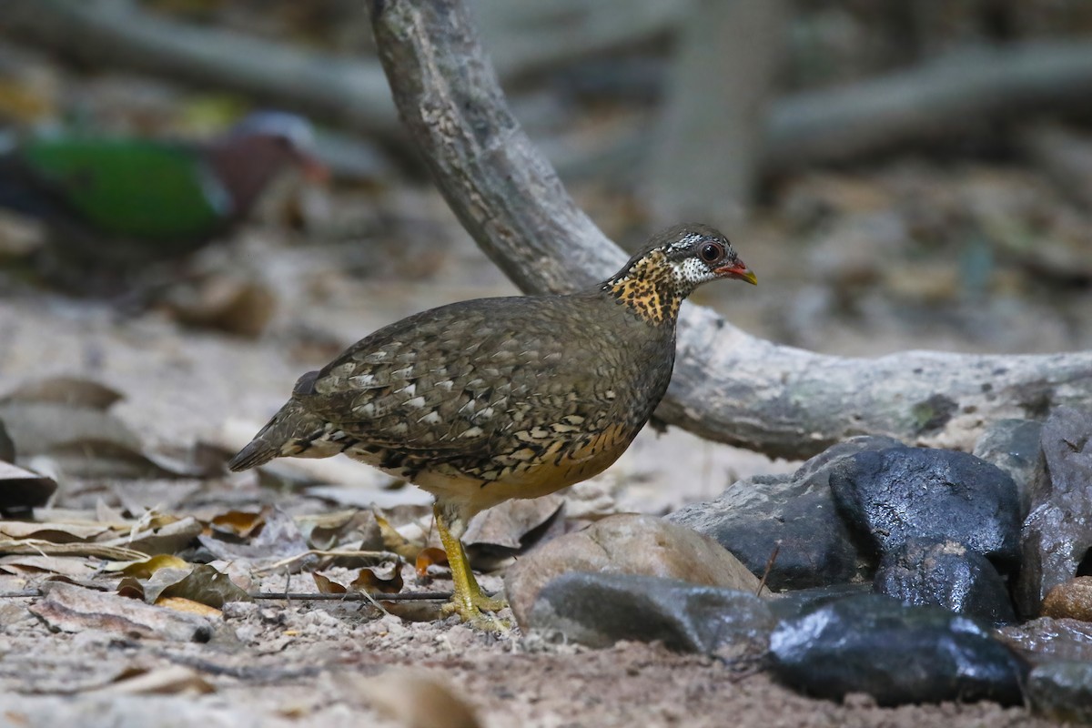 Scaly-breasted Partridge - ML615998164