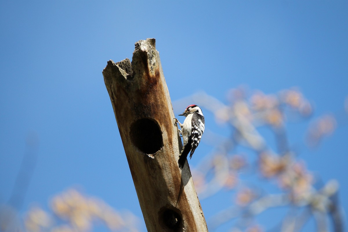 Lesser Spotted Woodpecker - Javier García de Casasola Rodríguez