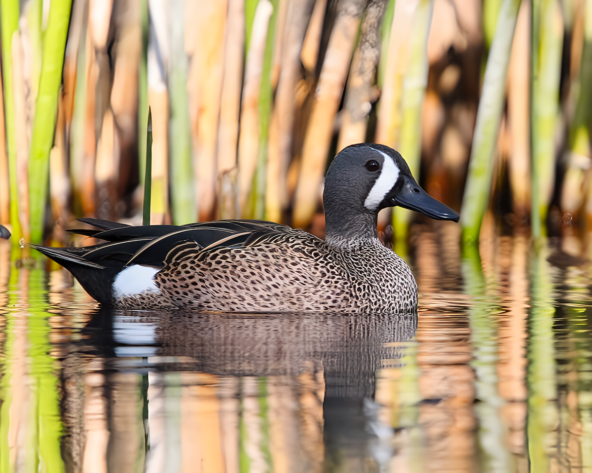 Blue-winged Teal - ML615998180