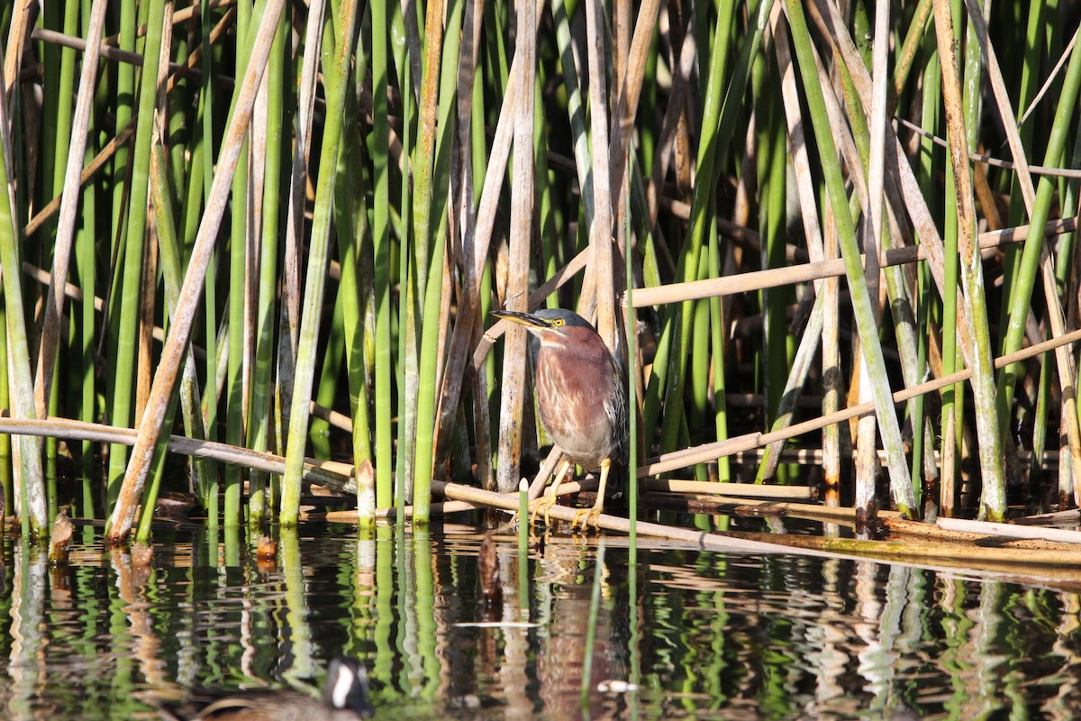 Green Heron - ML615998210