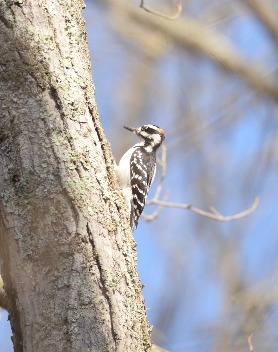 Hairy Woodpecker - ML615998282