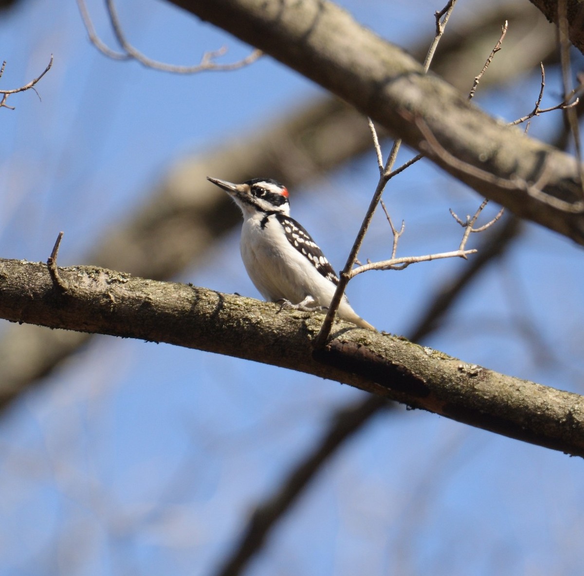 Hairy Woodpecker - ML615998283