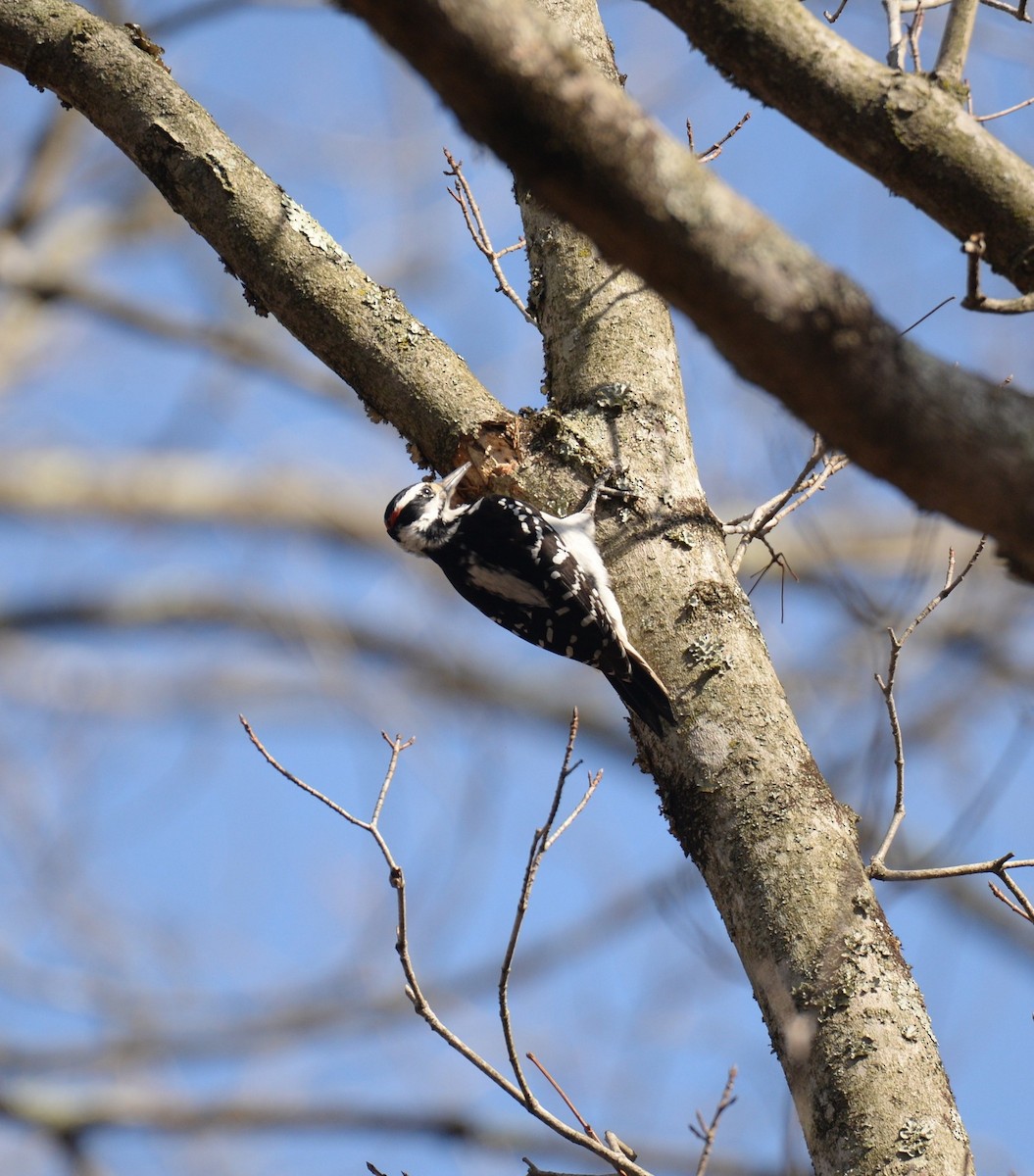 Hairy Woodpecker - ML615998284