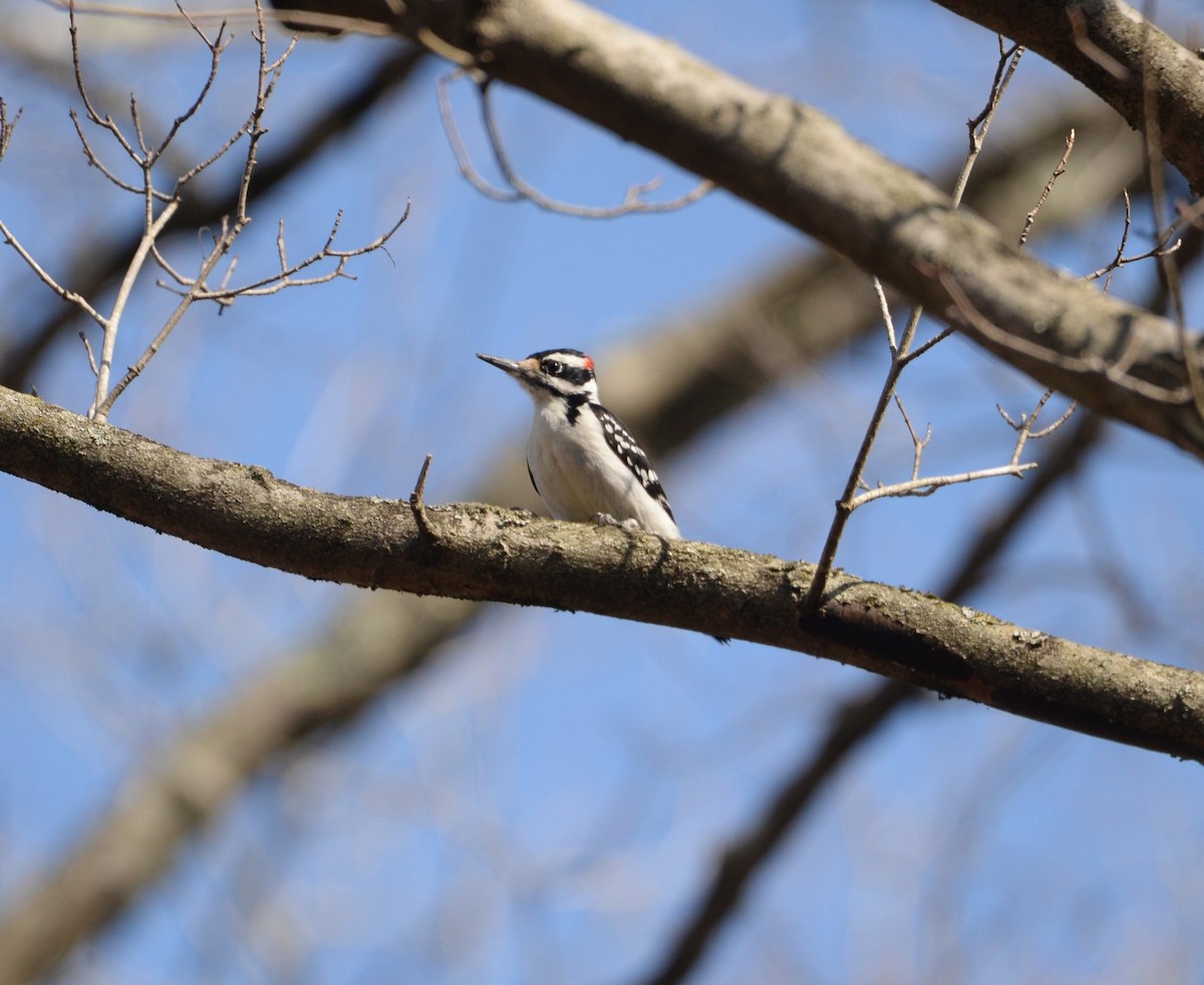 Hairy Woodpecker - ML615998285