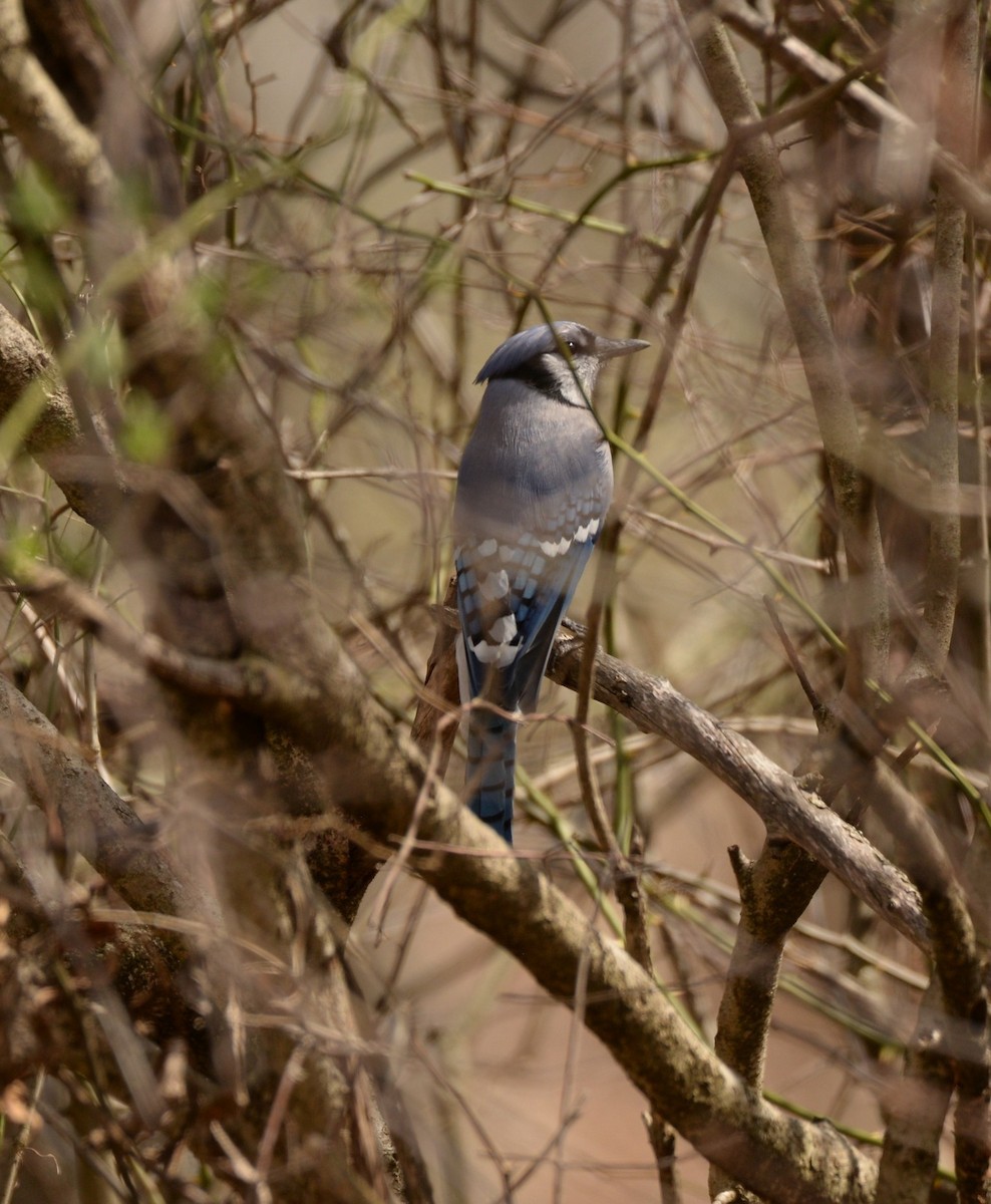 Chara Azul - ML615998295