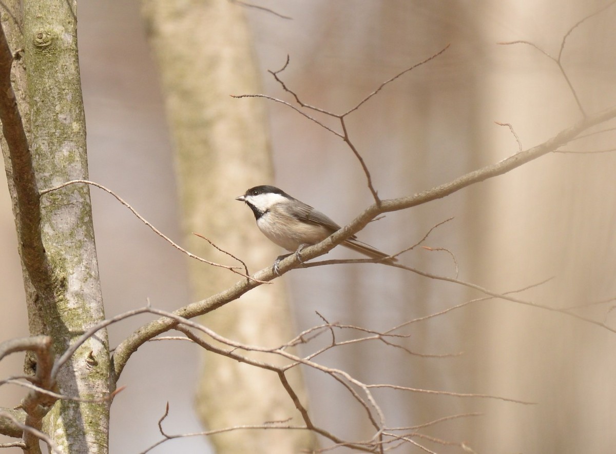 Carolina Chickadee - ML615998305