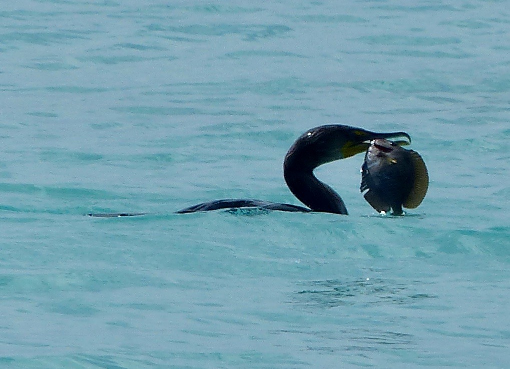 Double-crested Cormorant - ML615998316