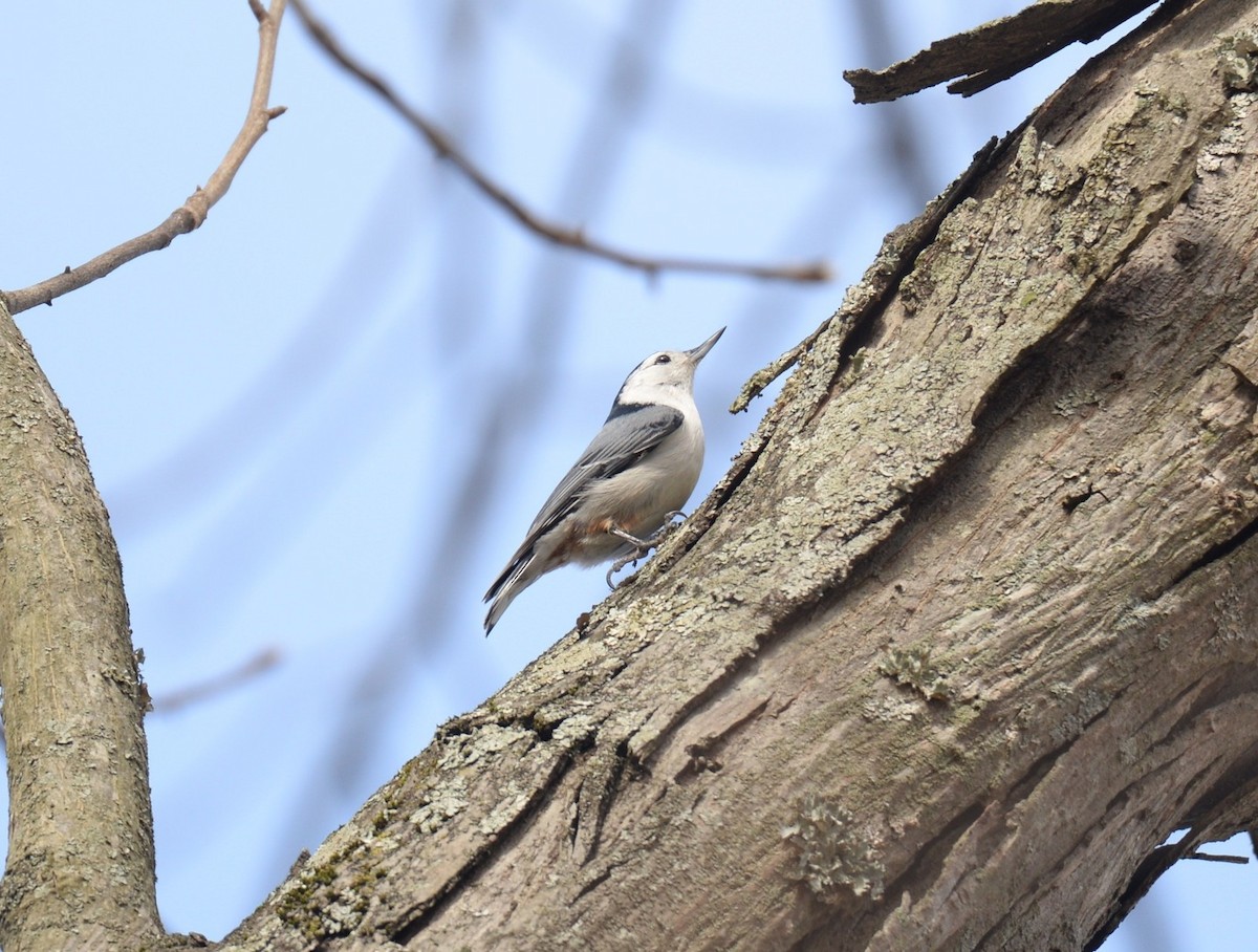 White-breasted Nuthatch - ML615998318