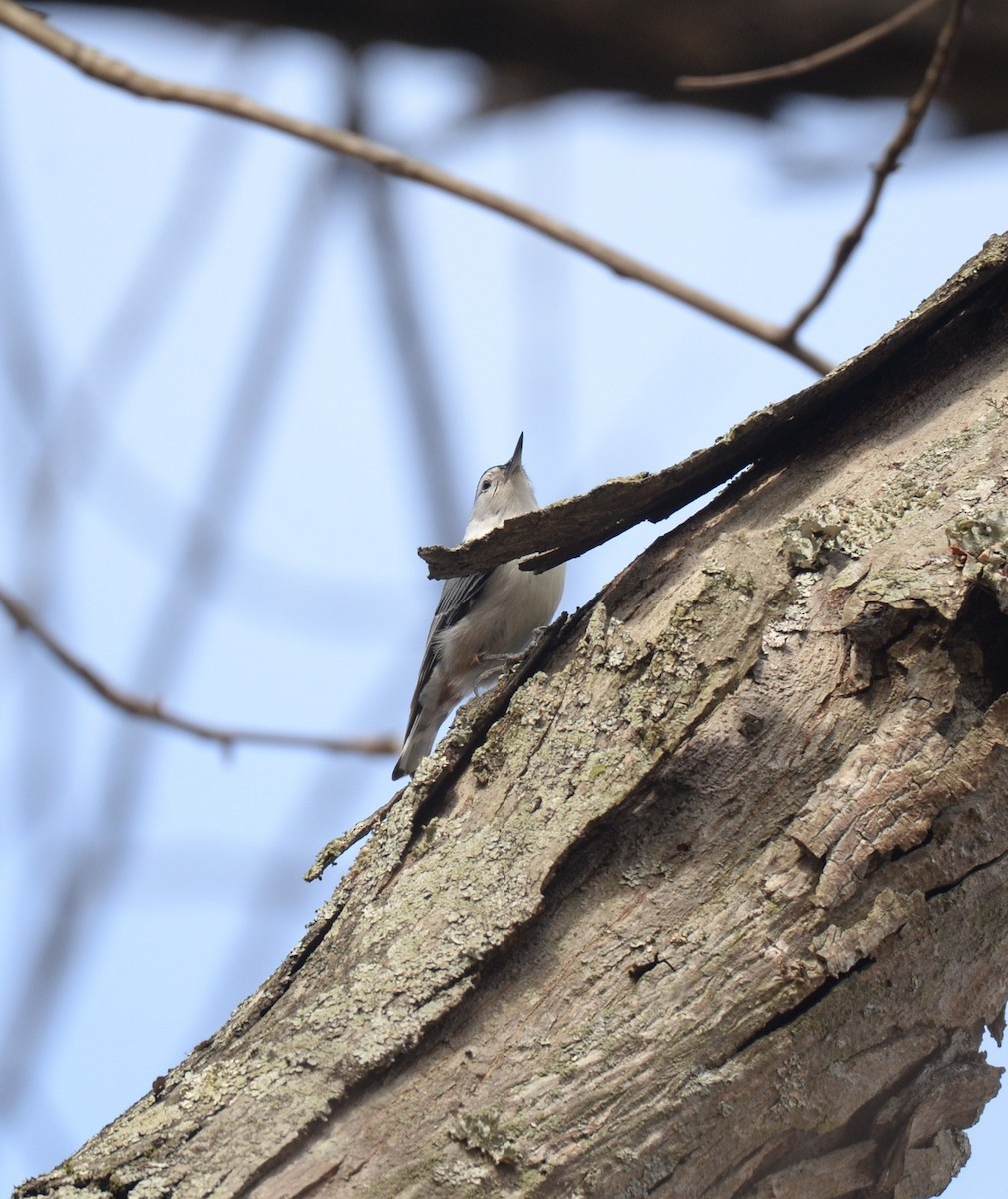 White-breasted Nuthatch - ML615998319