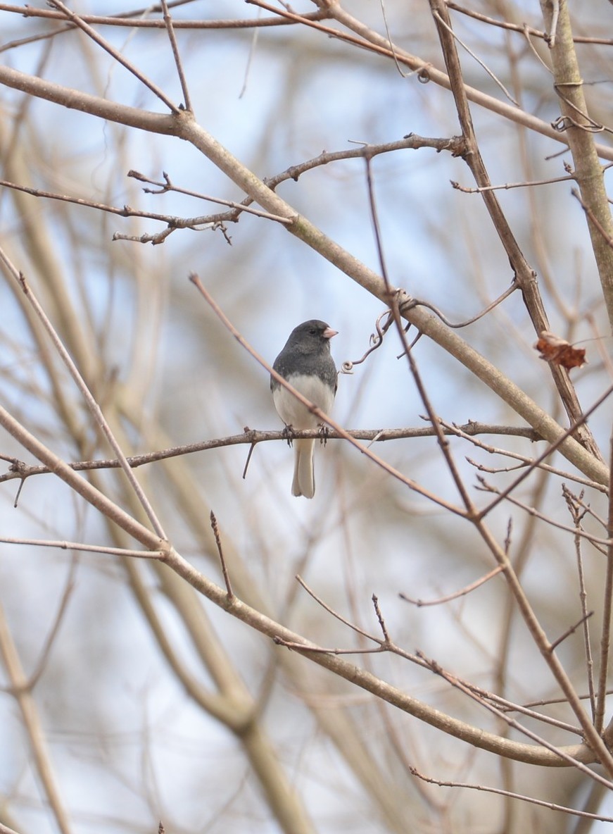 Dark-eyed Junco - ML615998328