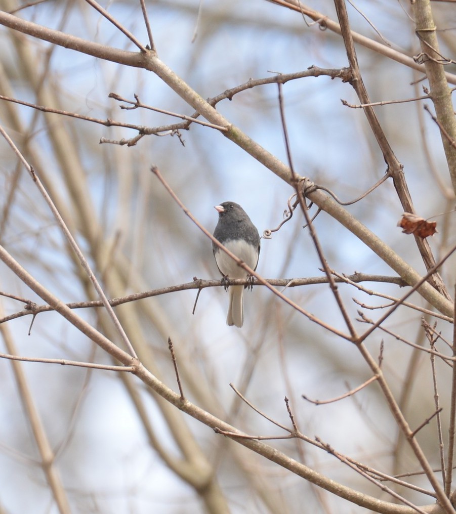 Dark-eyed Junco - ML615998331