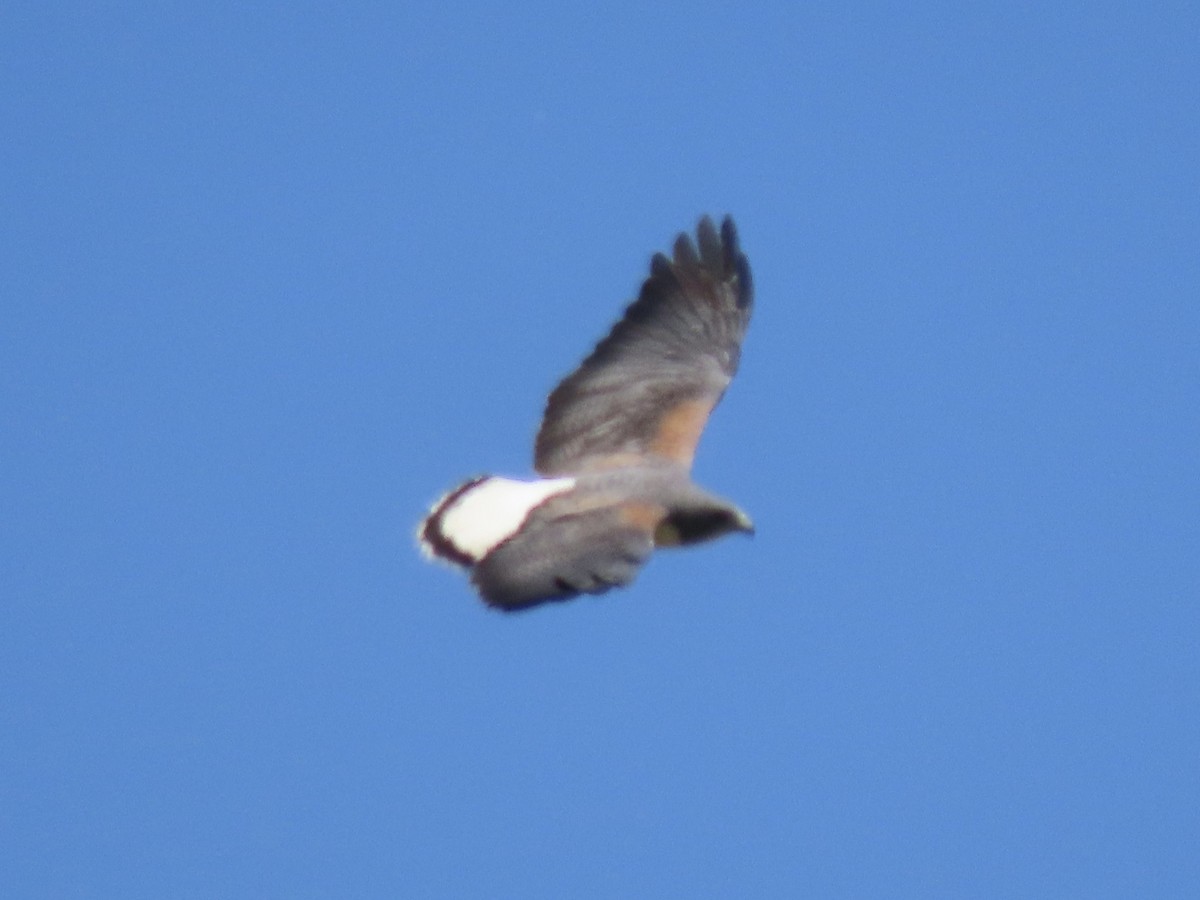 White-tailed Hawk - ML615998343