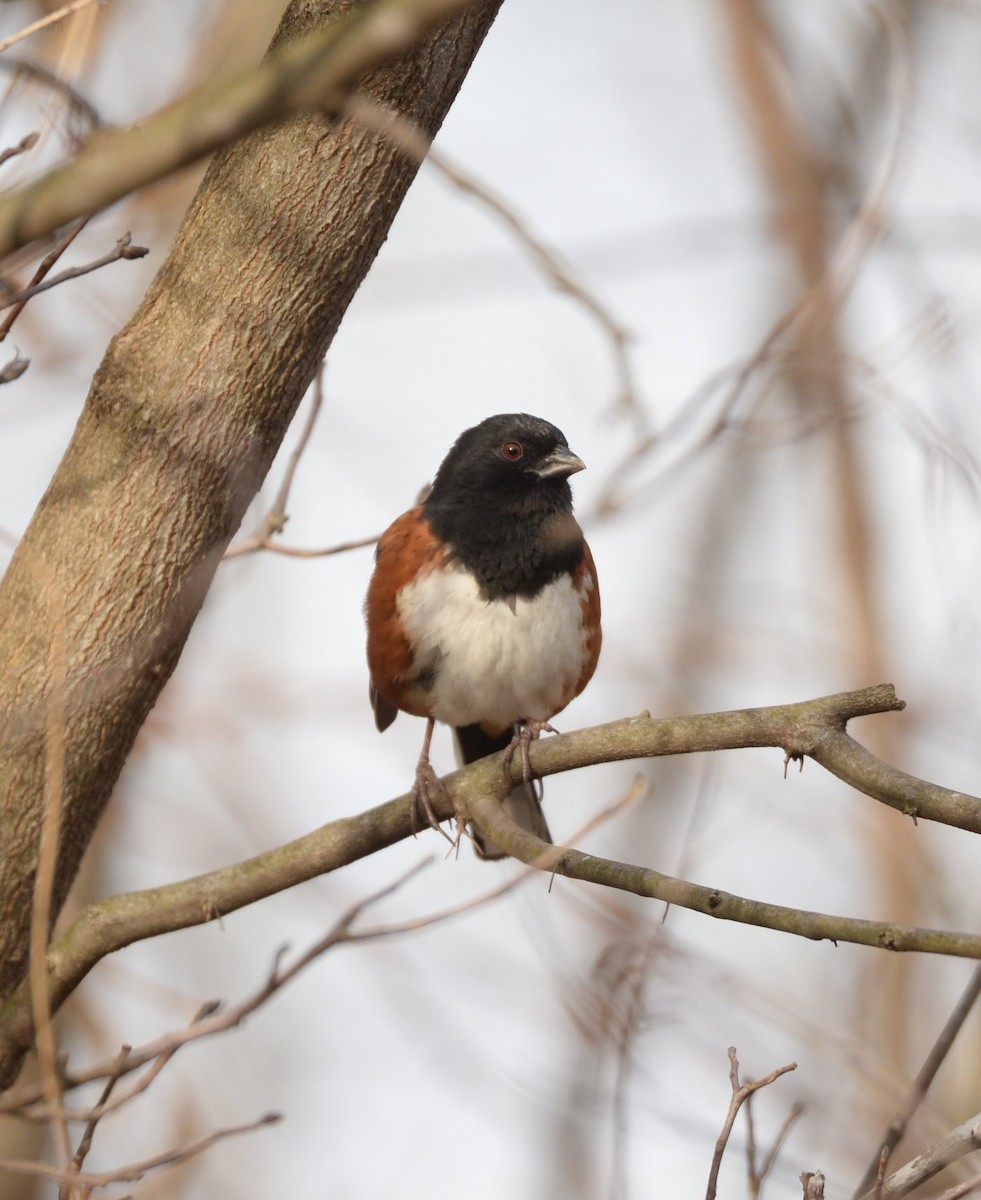 Eastern Towhee - ML615998344