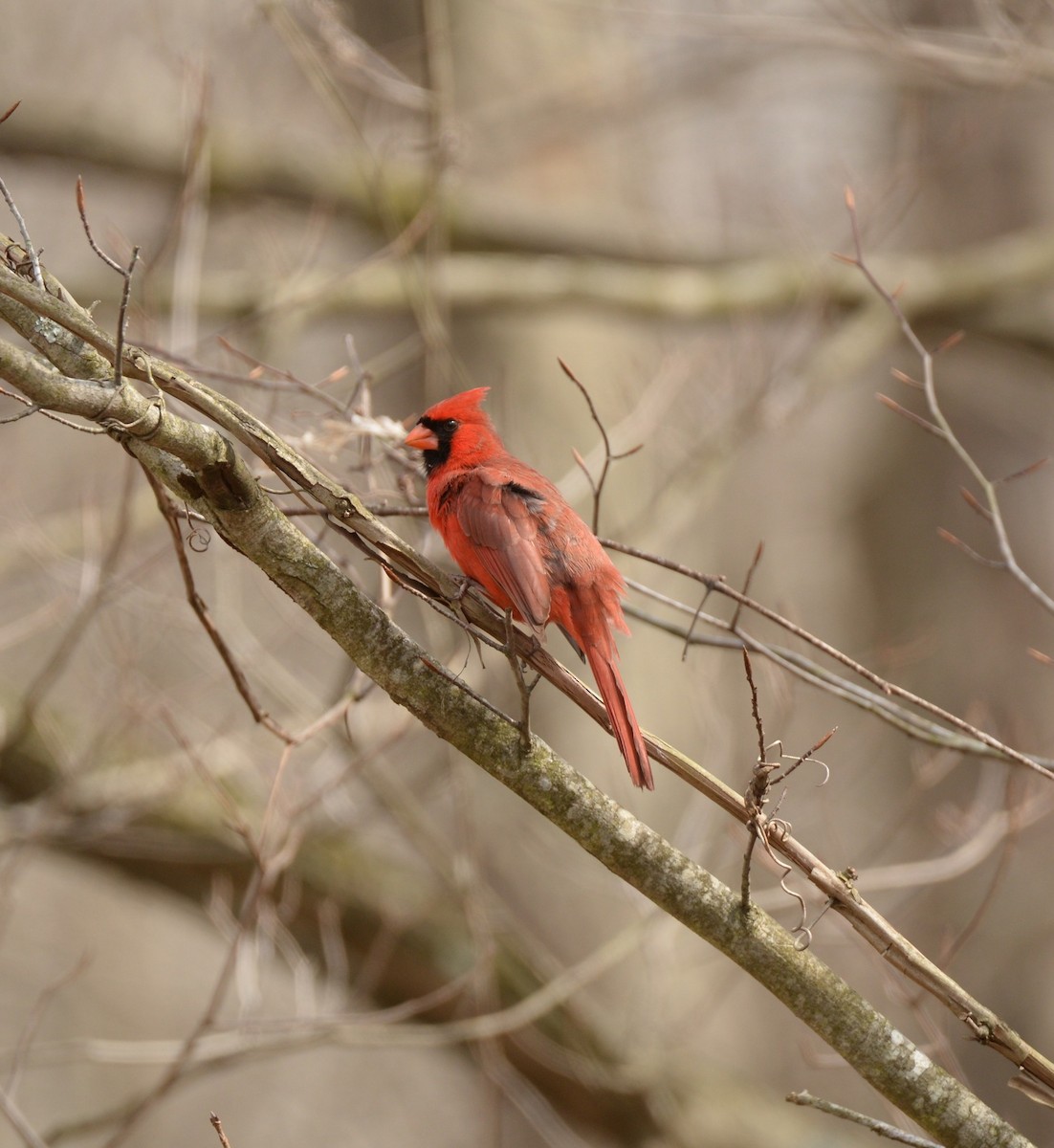 Northern Cardinal - ML615998349