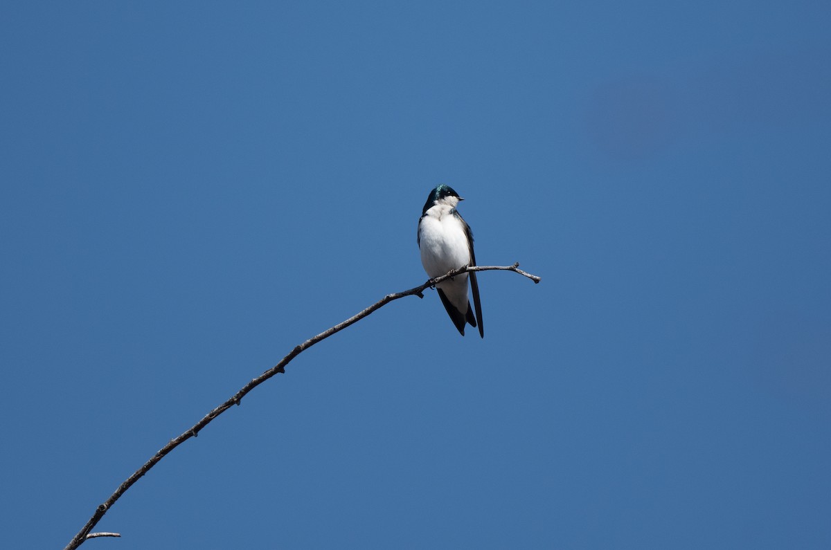Tree Swallow - Gray Carlin
