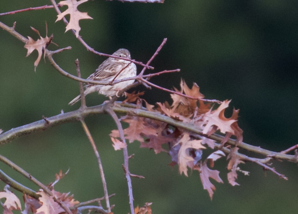 Vesper Sparrow - ML615998395