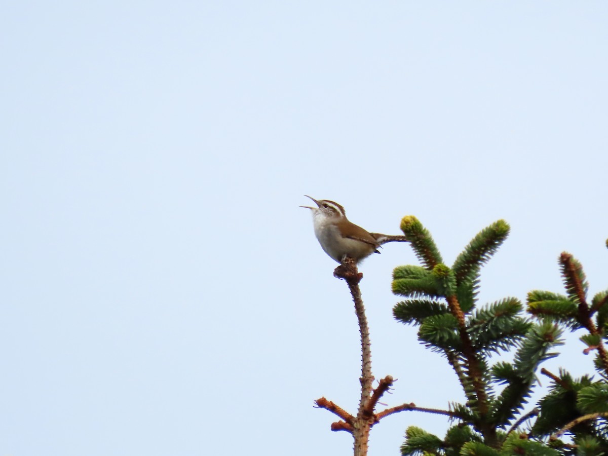 Bewick's Wren - ML615998400