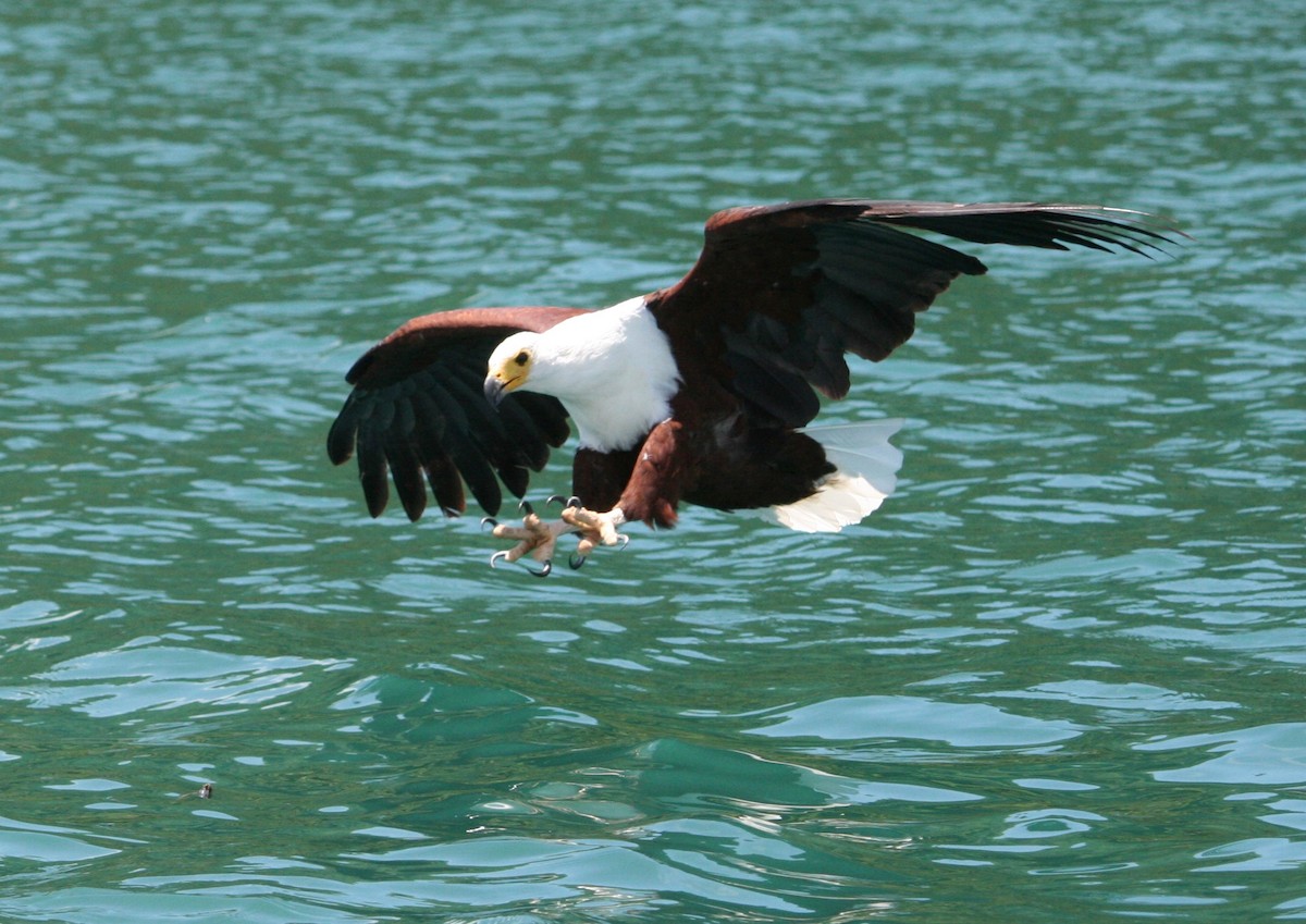 African Fish-Eagle - Chad Vanden Bosch