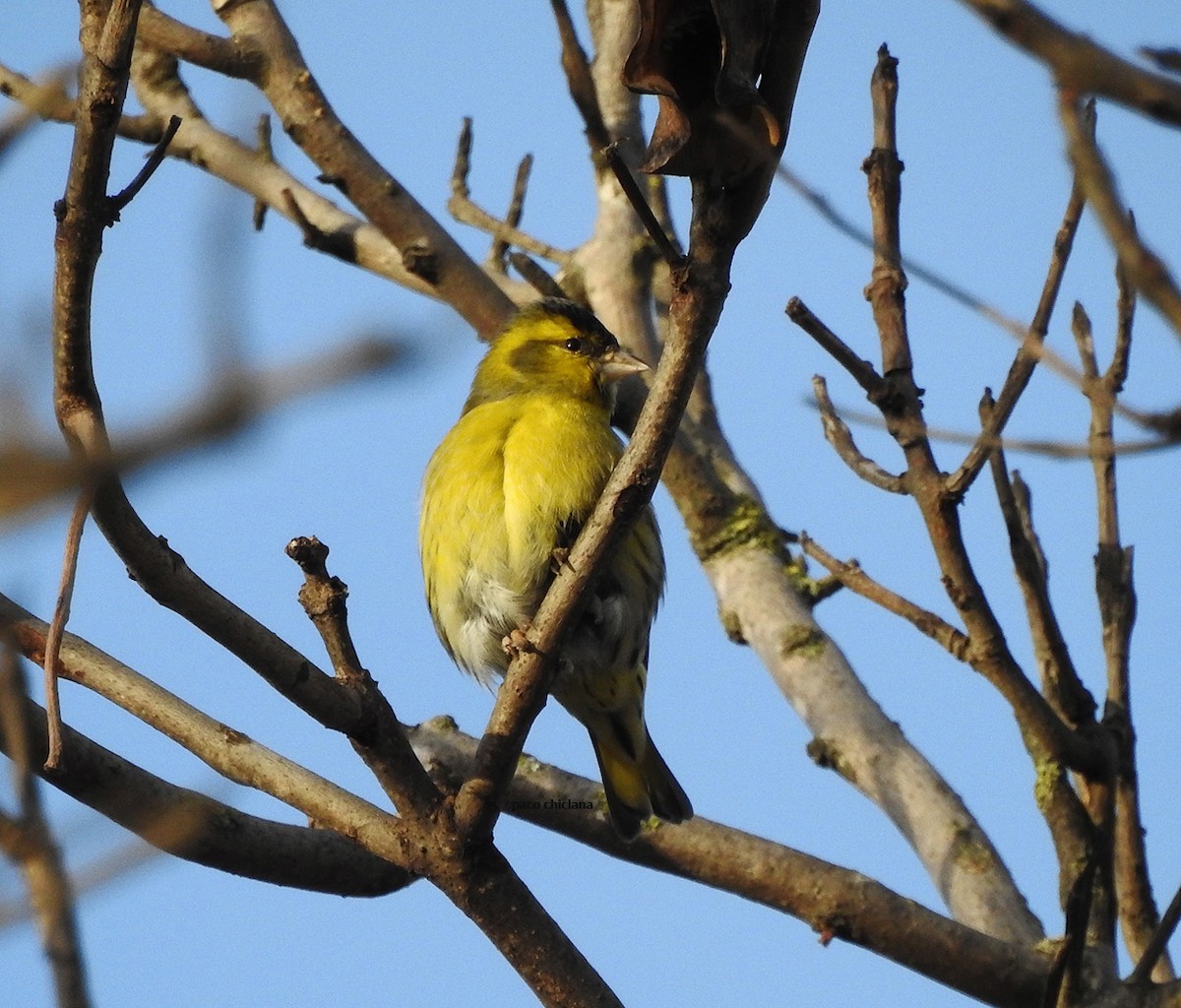 Eurasian Siskin - ML615998440