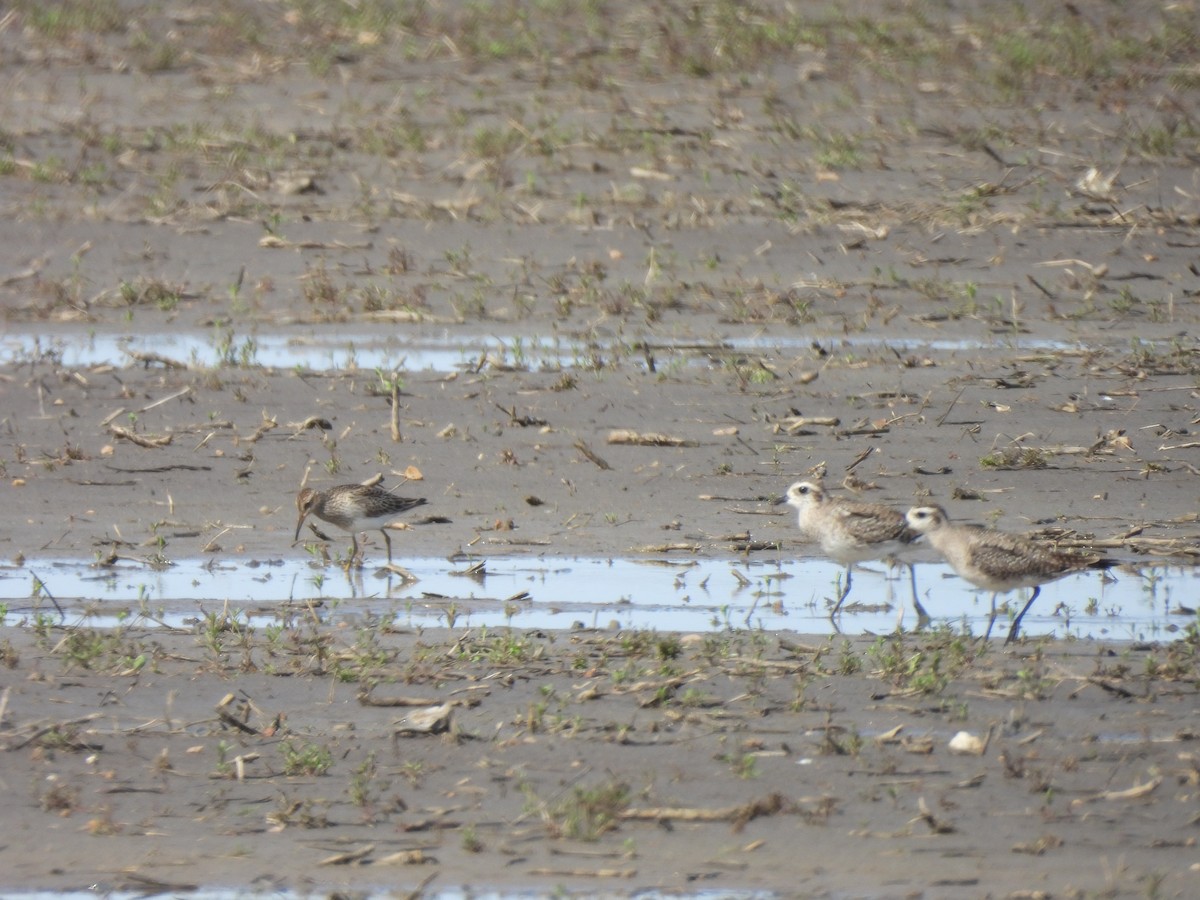 Pectoral Sandpiper - ML615998442