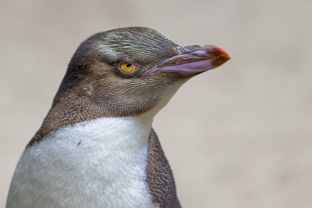 Pingüino Ojigualdo - ML615998452