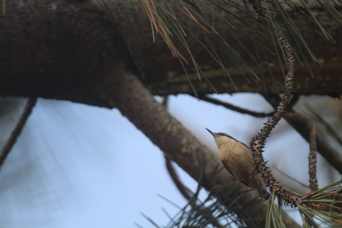 Red-breasted Nuthatch - ML615998457