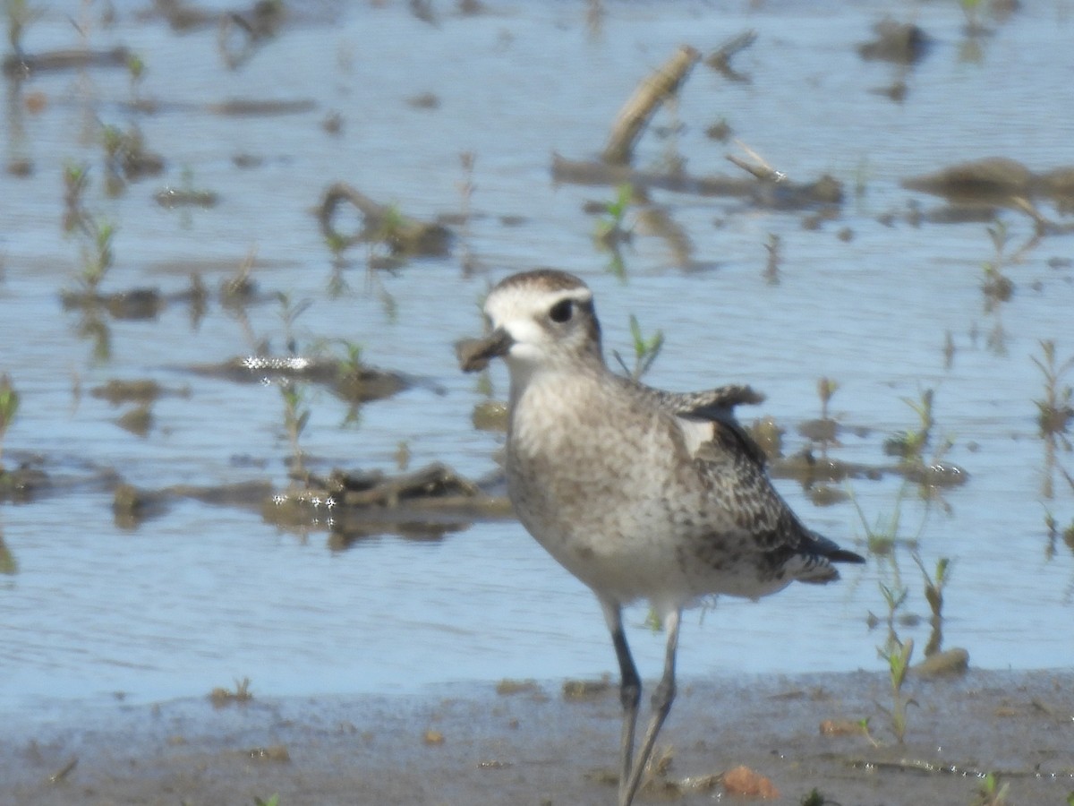 American Golden-Plover - ML615998458