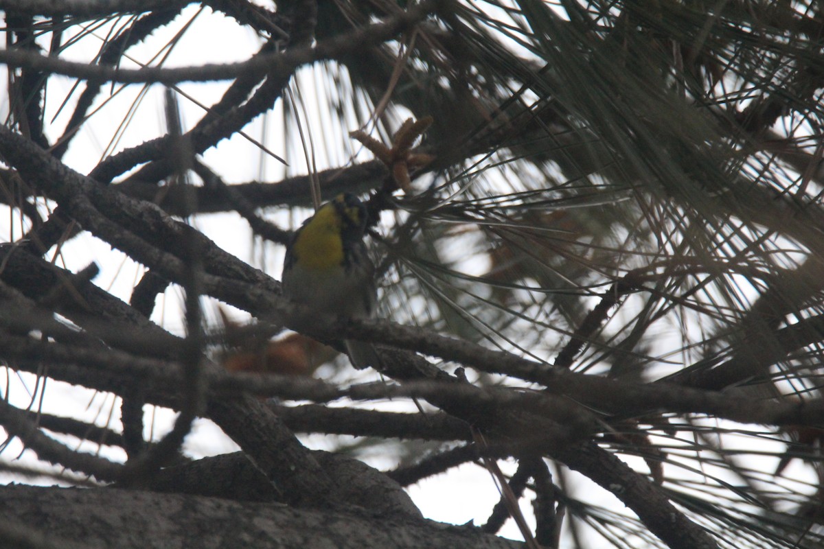 Grace's Warbler - Jim Roberts