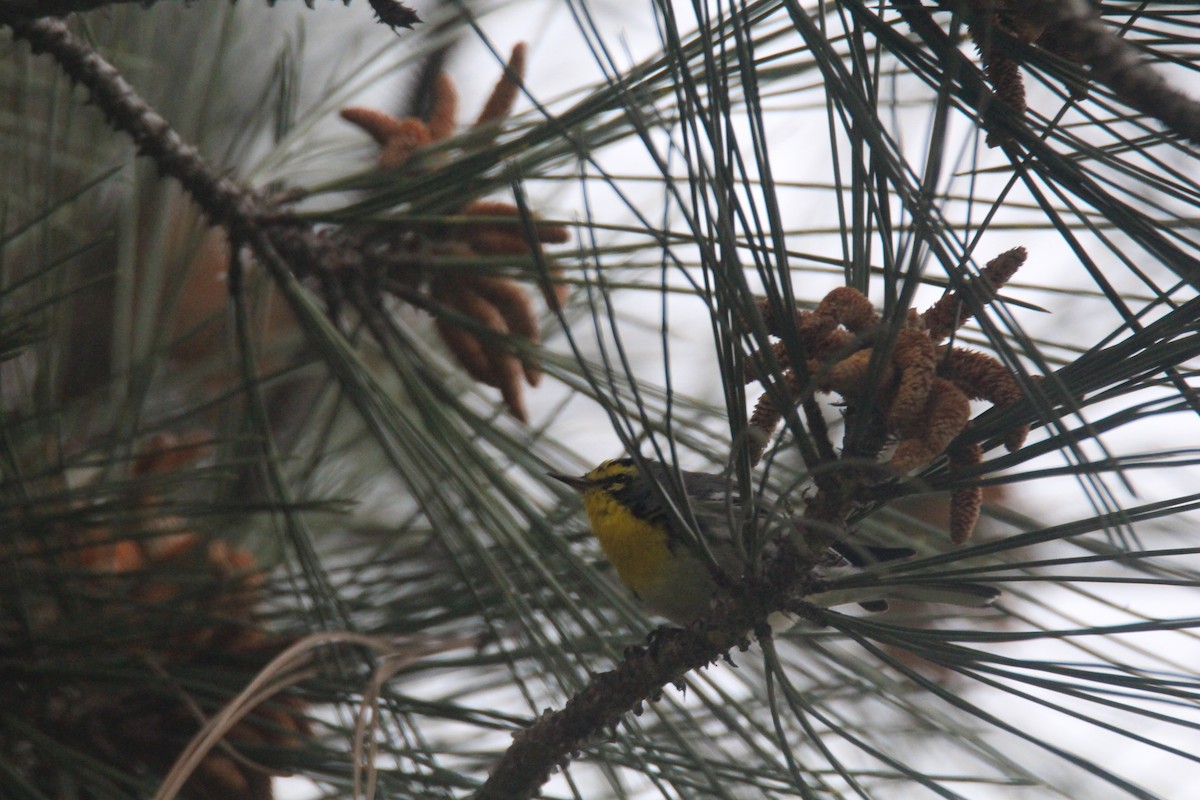 Grace's Warbler - Jim Roberts